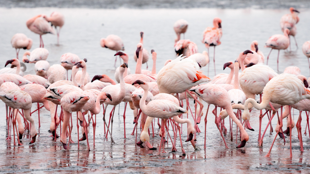 Flamingoes in Lake Nakuru